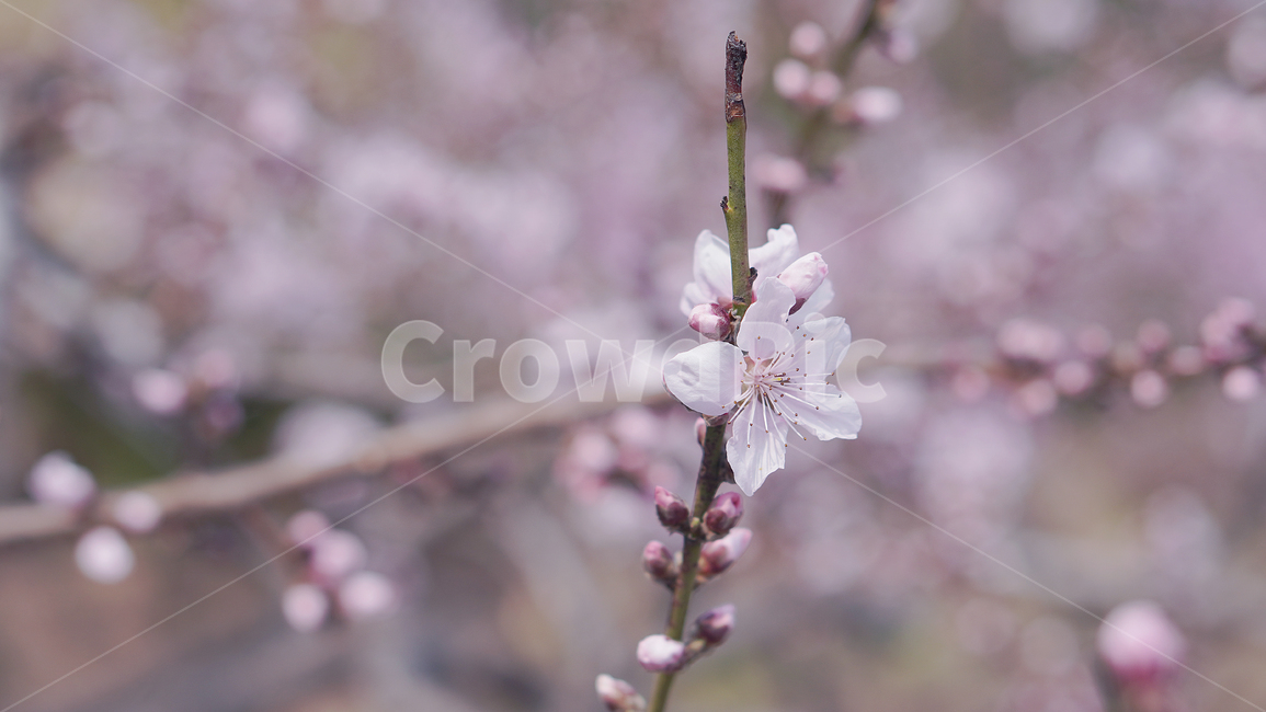plant,식물,flower,꽃,blossom