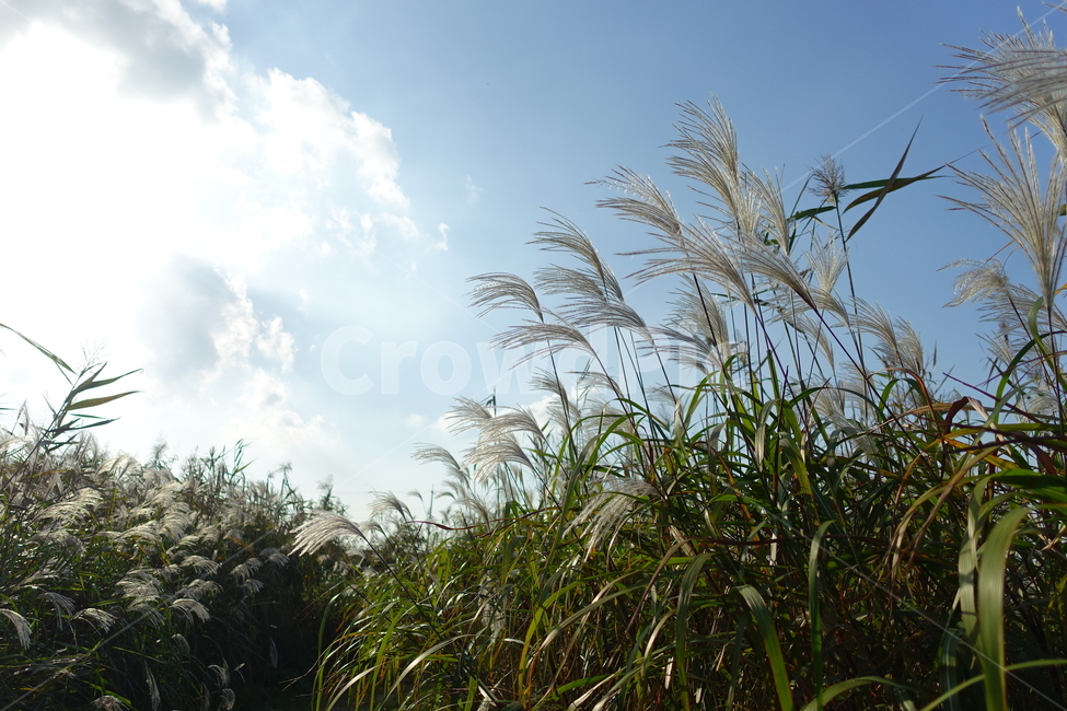갈대,식물,가을풍경,가을하늘,갈대숲,갈대밭,자연,풍경,가을,계절,fall,autumn,season,자연,풍경,nature,landscape,grass,잔디,plant,lawn,reed