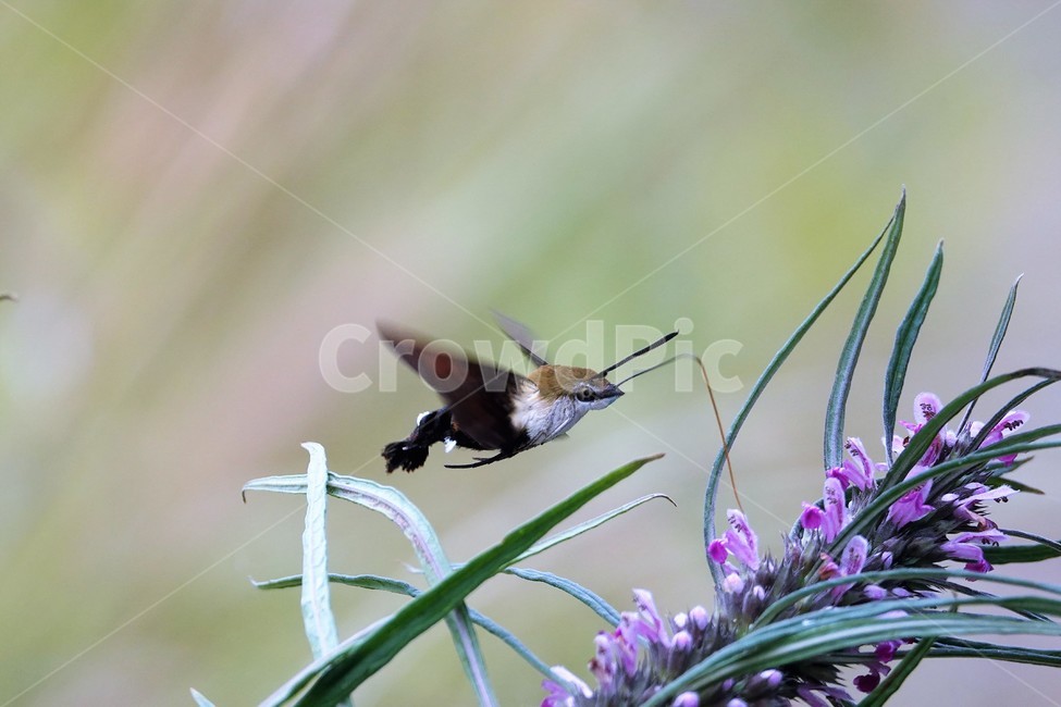 곤충,꽃,동물,접사,가을,식물,자연,plants,nature,꽃,flower,곤충,벌레,insect,bug