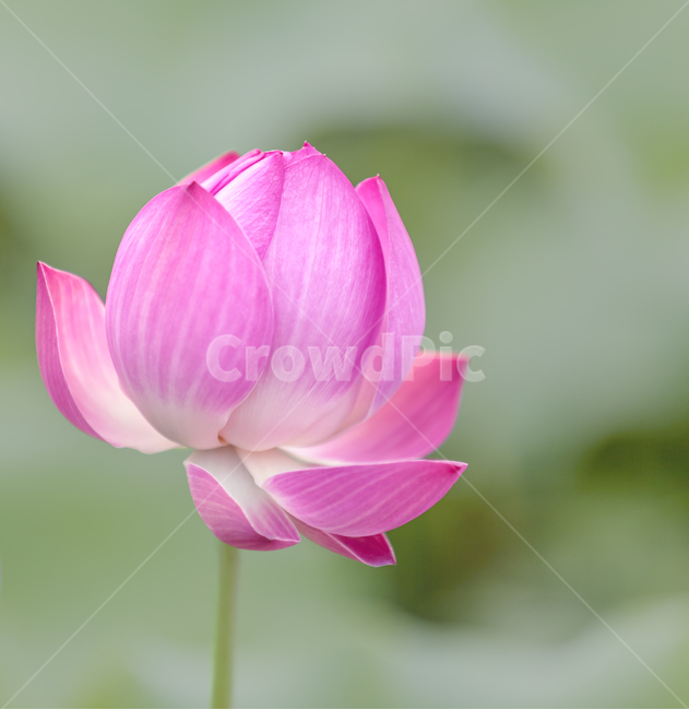 연꽃,홍련,꽃,자연,식물,배경,포토,아름다운,감성,분홍,빨간,풍경,불교,순정,plants,flower,nature,color,색,색감,식물,자연,plants,nature,꽃,flower