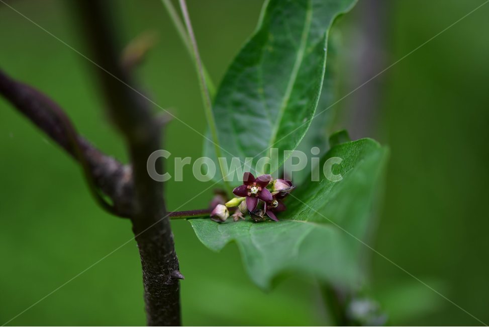 덩굴박주가리,야생화,꽃,식물,자연,생태,플라워,flower,plants,nature,식물,자연,plants,nature,꽃,flower