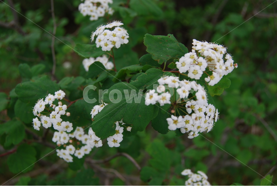 식물,꽃,봄,자연,산,식물,자연,plants,nature,꽃,flower