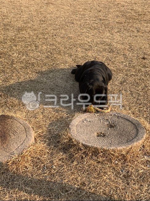 리트리버,블랙,래브라도리트리버,훈련,놀이,애완동물