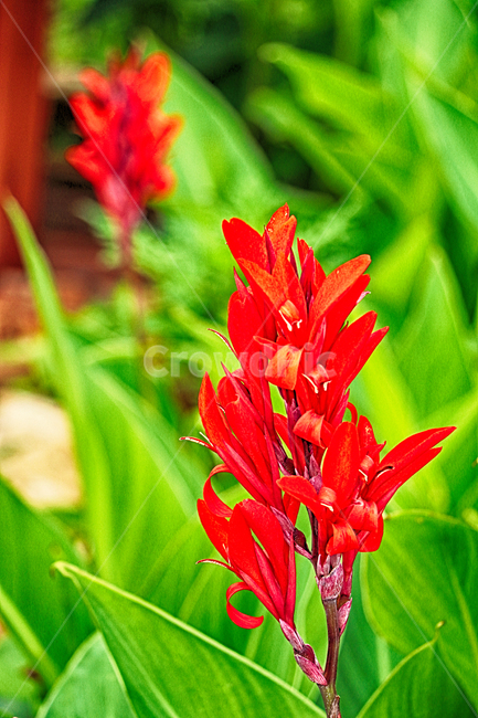 plant,식물,blossom,flower,꽃,칸나,칸나꽃,식물,자연,plants,nature,꽃,flower