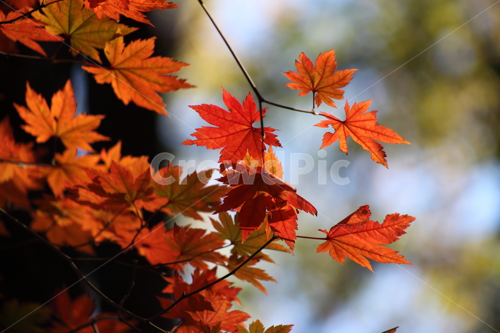 단풍,단풍나무,엽록소,가을,redleaves,가을,계절,fall,autumn,season,식물,자연,plants,nature,leaf,잎,plant,tree,나무,maple