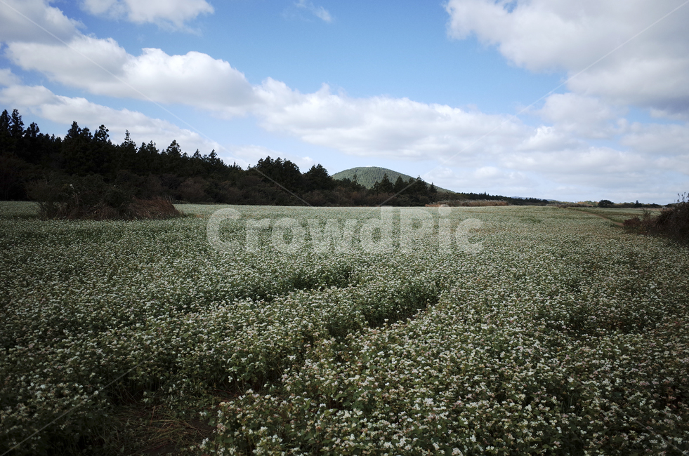 field,들,nature,자연,flower,blossom,plant,식물,메밀꽃,white,whiteflower,흰,하얀,흰꽃,하얀꽃,sky,하늘,cloud,구름,blue,green,들판,푸른,파란,초록,자연,풍경,nature,landscape