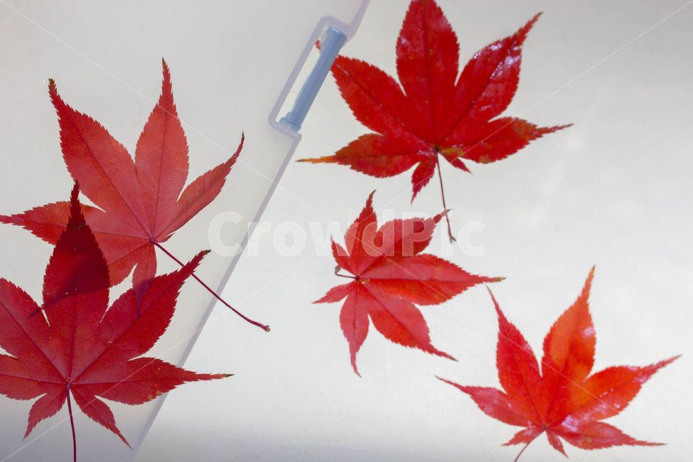 주황색,계절별,계절,노화,갈색,시즌,배경,가을,낙엽,leaf,plant,식물,잎,maple,단풍,mapleleaf,단풍잎,가을,계절,fall,autumn,season
