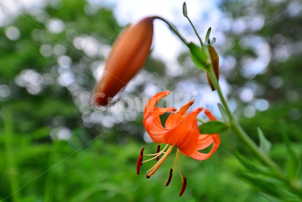 plant,식물,blossom,flower,꽃,나리,참나리,나리꽃