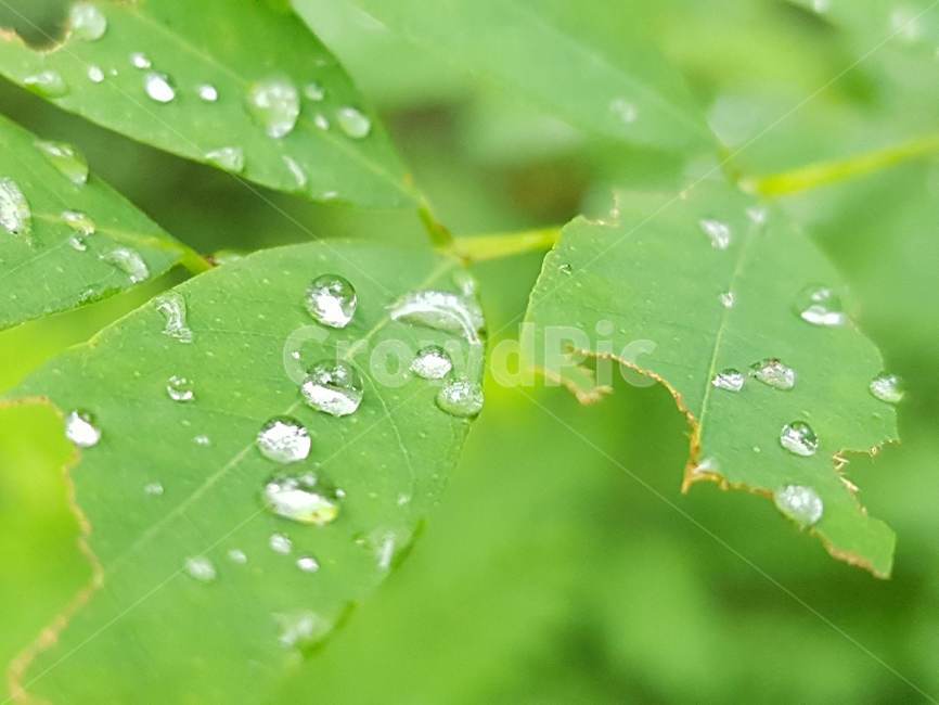 leaf,잎,plant,식물,droplet,작은물방울,빗방울,물방울,이슬,자연,식물,자연,plants,nature