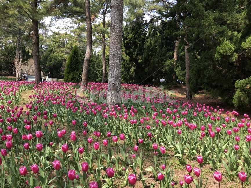 plant,식물,꽃,튤립,flower