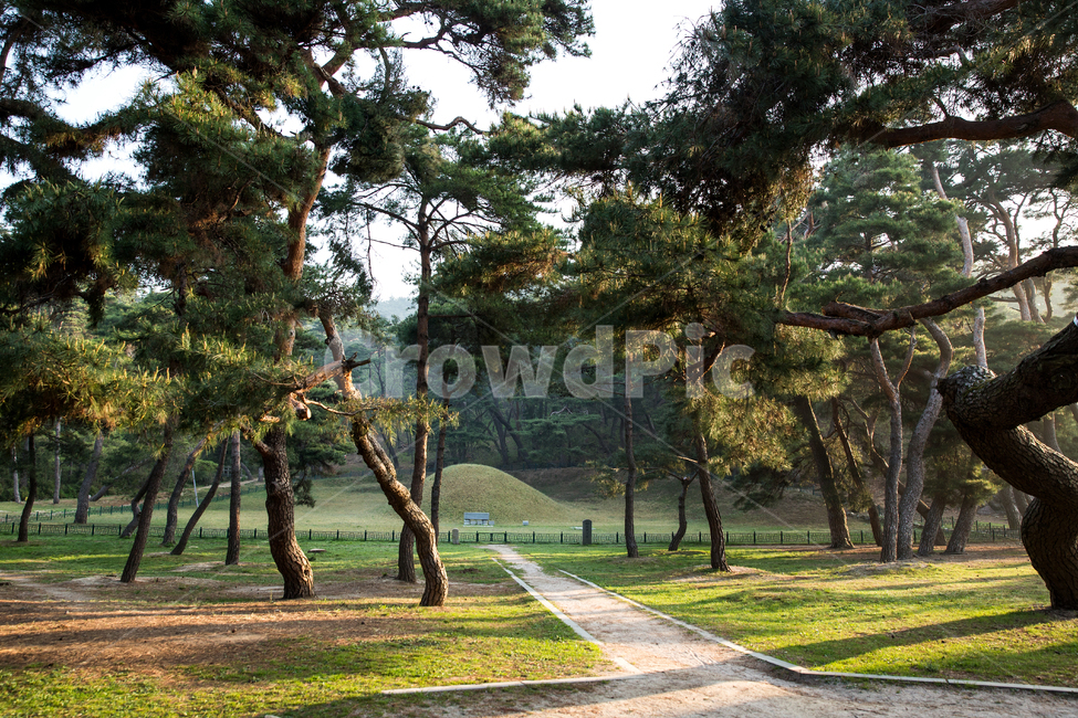탈해왕릉,소나무,경주시,경북,한국,왕릉,나무,숲,야외,공원,산책,산책로,실외,햇살,햇빛,사적