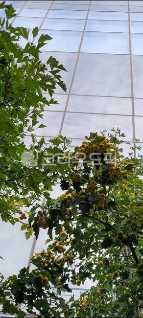 나무,열매,하늘,구름,초목,tree,sky,leaf,잎,garden,정원,nature,자연,outdoors,옥외,architecture,건축학,building,건물