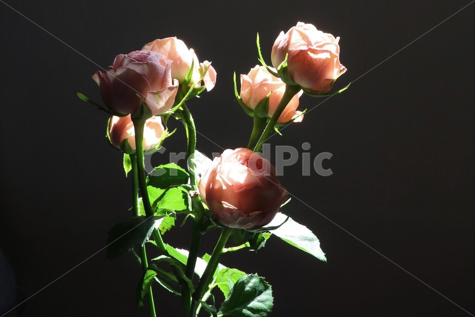 pink rose,flowers,light,plants,mini rose,rose,mini flower,pink flower