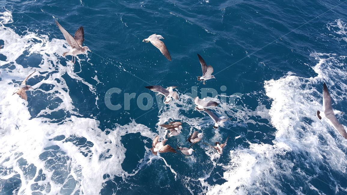 제주도,파도,갈매기,바다,풍경,동물,animal,조류,새,birds