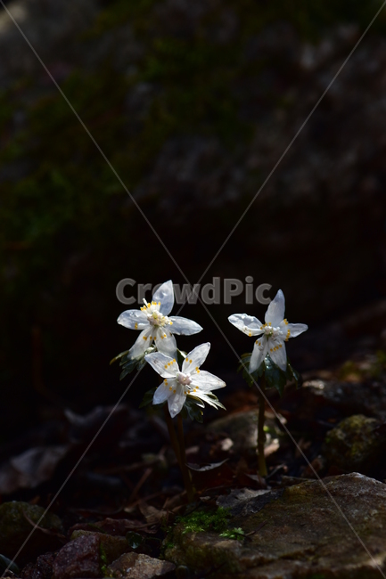 너도바람꽃,야생화,봄,꽃,풀꽃,자연,식물,식생,감성,힐링,plants,nature,spring,season,flower,emotion,feeling,흰색,초본,너도바람꽃속