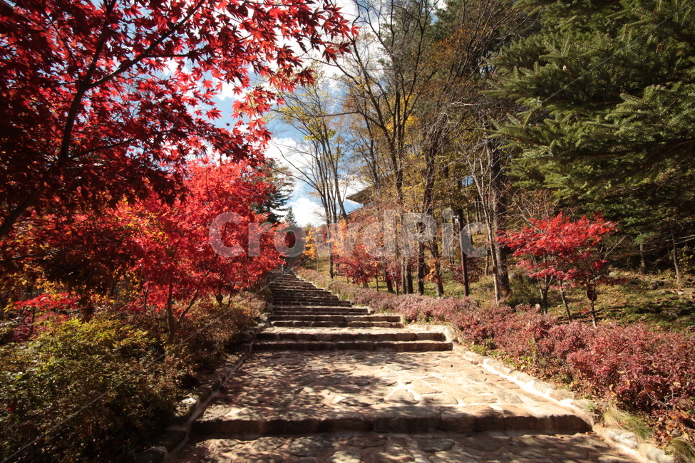 가을,시골,단풍,대비,붉은색,시골길,가을,계절,fall,autumn,season