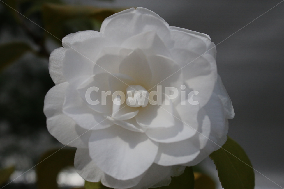 장미,백장미,꽃,하얀꽃,꽃한송이,flower,whiterose,식물,자연,nature