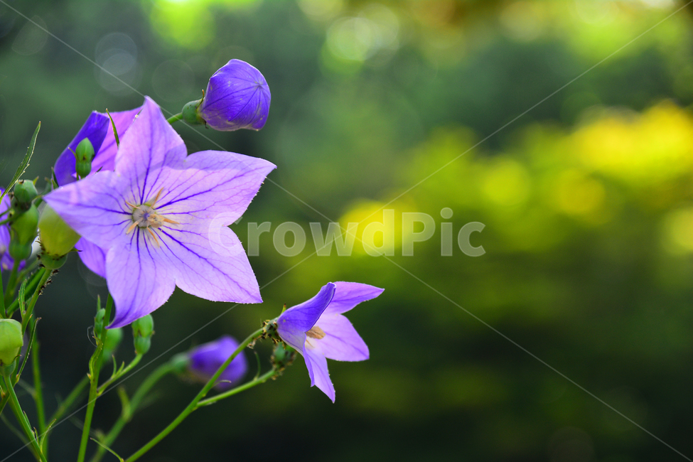 도라지꽃,꽃,약용식물,식용,보라색꽃,토종,우리꽃,여름꽃,퍼플,purple,flowers,violet,한국적,다소곳이,접사,마크로,식물,자연,plants,nature,꽃,flower