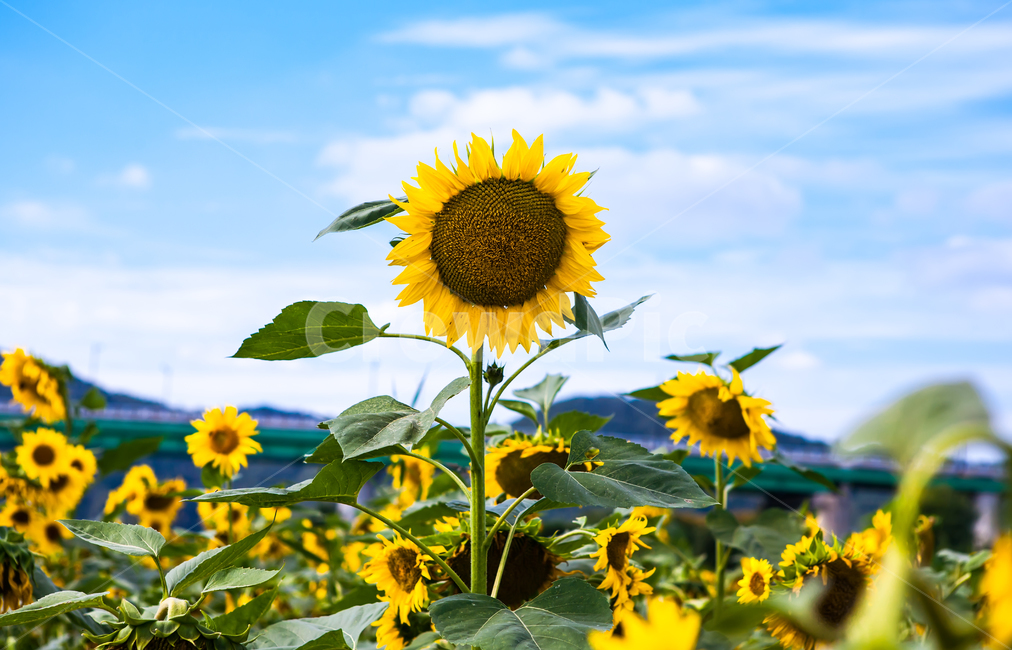 해바라기,sunflower,하늘,꽃,자연,노랑,식물,자연,plants,nature,꽃,flower