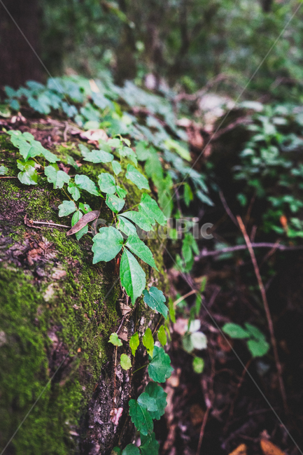 식물,plant,이끼,나무,분위기,자연,식물,자연,plants,nature,나무,trees,wood