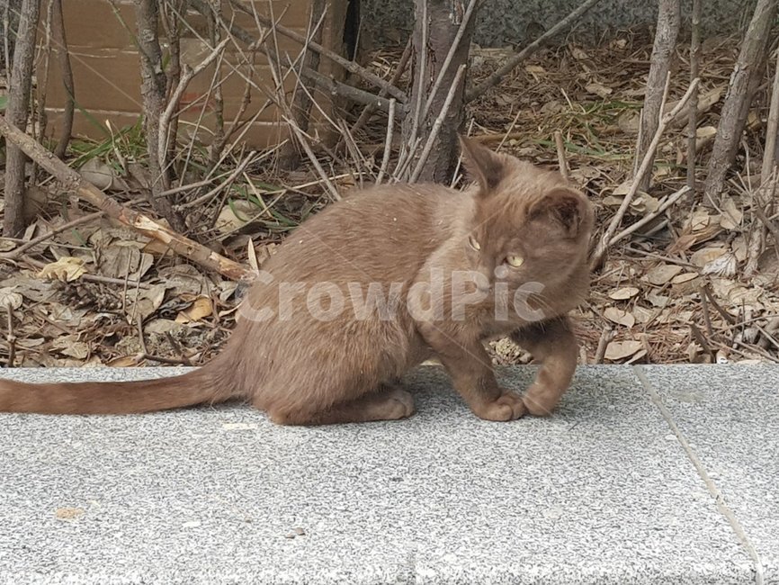 고양이,길,갈색,동물,거리,동물,animal,포유류,mammal,고양이,cat,kitten,kitty
