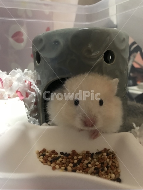 햄스터,동물,골든햄스터,반려동물,펫,동물,animal,포유류,mammal
