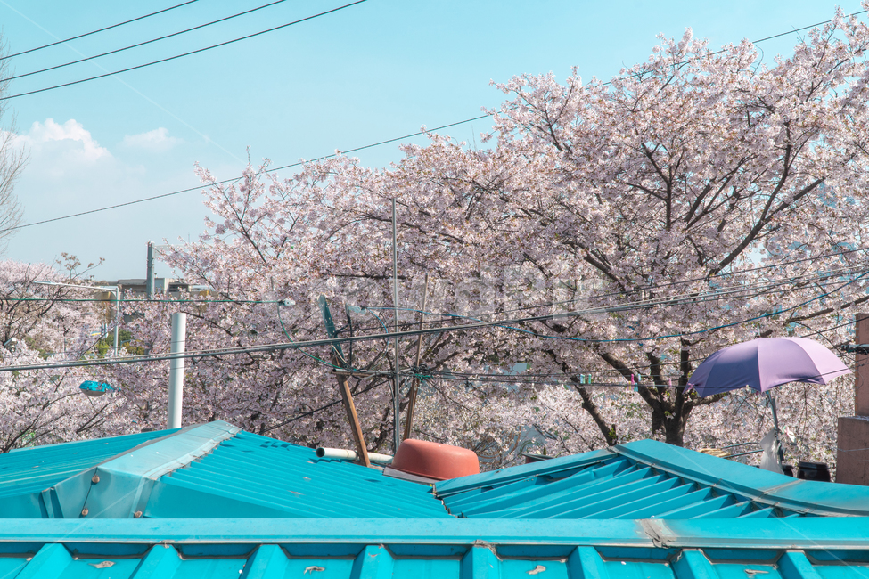 봄,한국,벚꽃,골목,맑음,지붕,파란색,맑은,파스텔,풍경,배경
