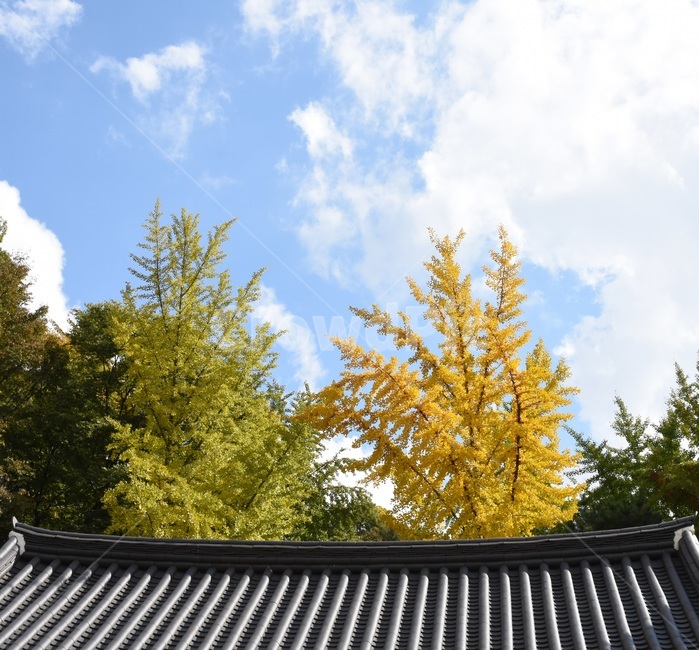 나무,풍경,하늘,균형,단풍,자연,노랑,초록,파랑,처마,가을,계절,fall,autumn,season,한국전통,한국문화,korean traditional,korean culture,건축물,건물외관,exterior,building,structure,architecture,construction,tree,plant,식물