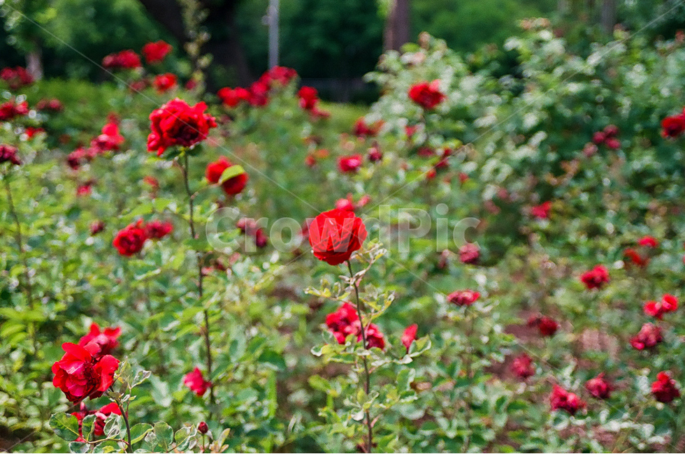 장미,장미꽃,로즈,rose,flower,plant,식물,여름,필름사진