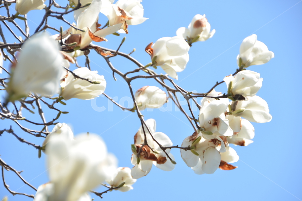 plant,식물,봄,목련,따듯한날씨,하늘,식물,자연,plants,nature,꽃,flower