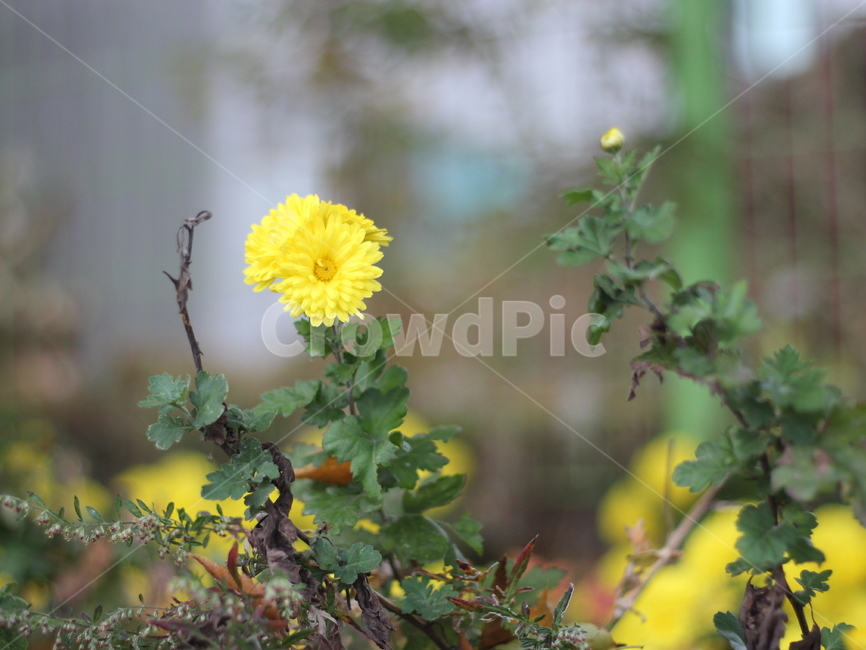 노란꽃,자연,식물,노란색,노랑,꽃,flower,가을꽃,식물,자연,plants,nature,꽃,flower