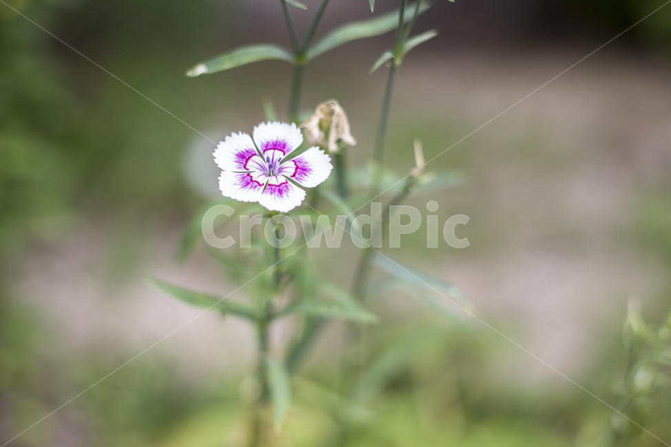 패랭이꽃,야생화,식물,들꽃,flower,dianthuschinesis,wildflower,chinapink,들판,공원,꽃잎