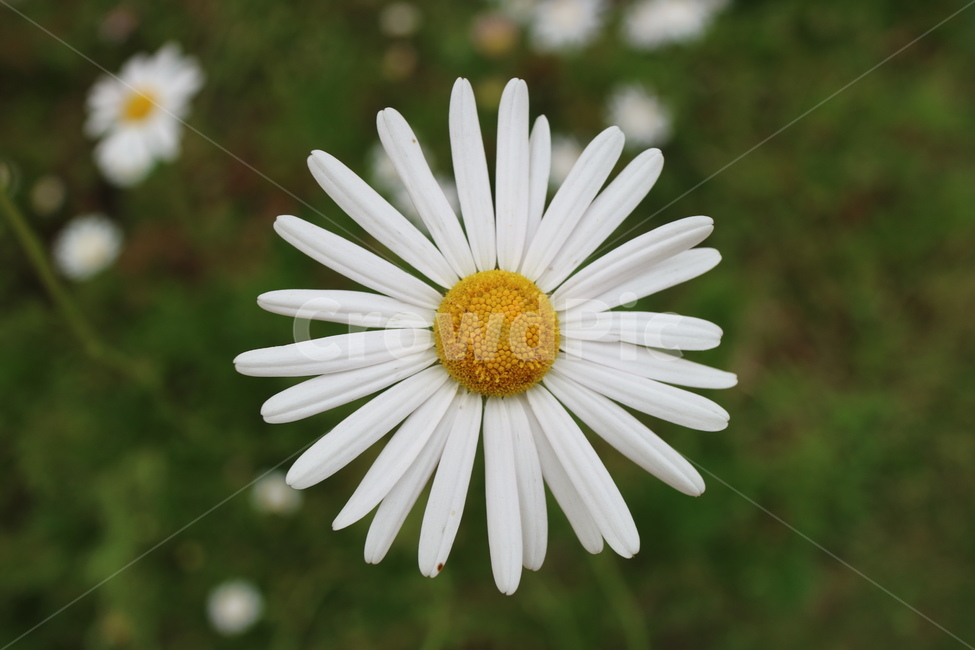 꽃,자연,민들레,공원,식물,flower,blossom,plant,식물,자연,plants,nature,꽃,flower