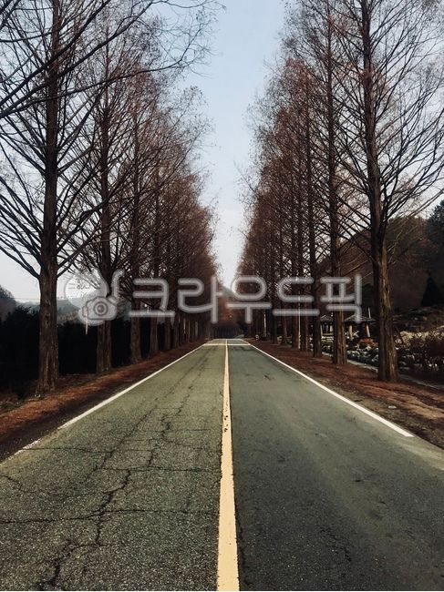 trail,Drive course,sand ash,road name,tree,metasequoia