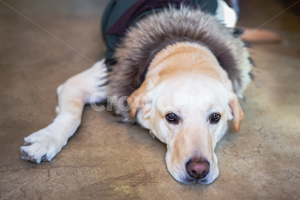 반려견,반려동물,애완견,애완동물,포유동물,강아지,래브라도,래브라도리트리버,리트리버,레트리버,휴식,피곤한,지친,바닥,엎드린,배경,귀여운,애견복,펫,애견,pet,애완동물,dog,개,animal,동물,mammal,포유류,labradorretriever,래브라도리트리버,동물,animal,포유류,mammal,개,강아지,dog,doggy