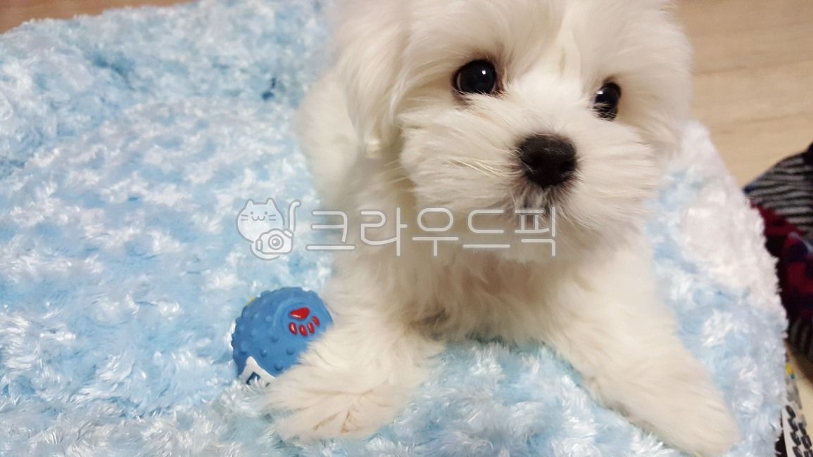 white fur,dog market,cute animals,white dog,white puppy,maltese,Pets,cute baby animals,puppy,mammal,animal,pet dog,Dog,dog,mammalia,pet