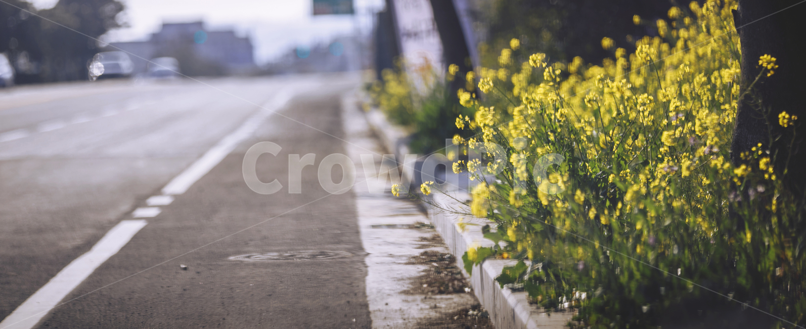 도로,길가,유채꽃,봄,제주,제주도,sidewalk,통로,보도,노랑,yellow