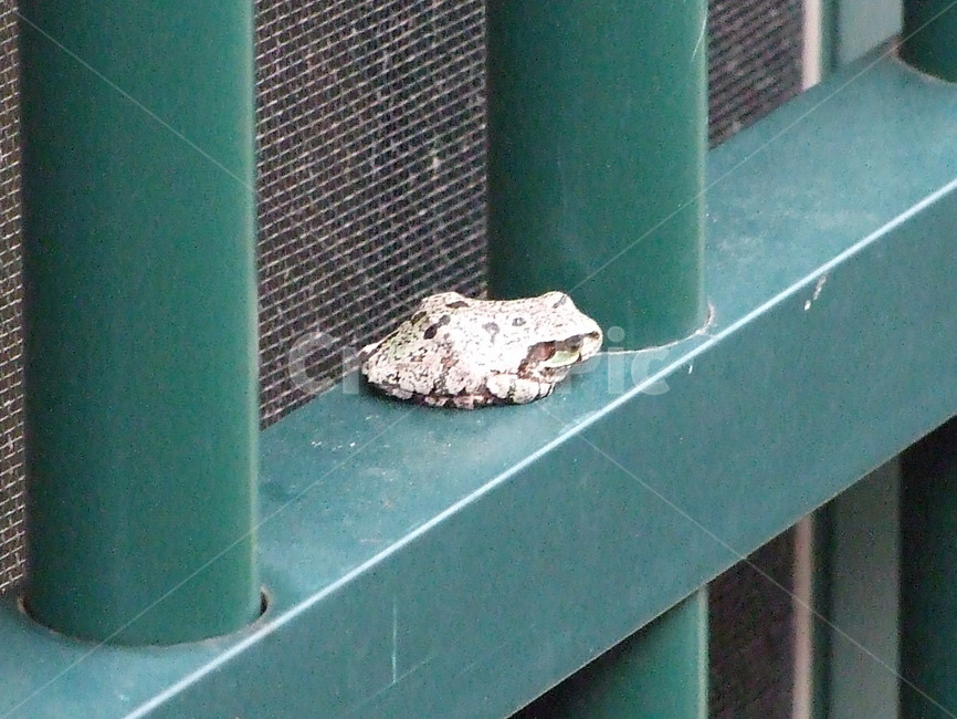 청개구리,보호색,동물,양서류,휴식,동물,animal,파충류,양서류,reptile,amphibian