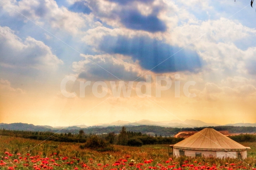당진,빛내림,목장,꽃,저녁,자연,풍경,nature,landscape,시골,마을,country,rural,town,감성,sensible,feeling,휴식,힐링,rest,relaxation,healing