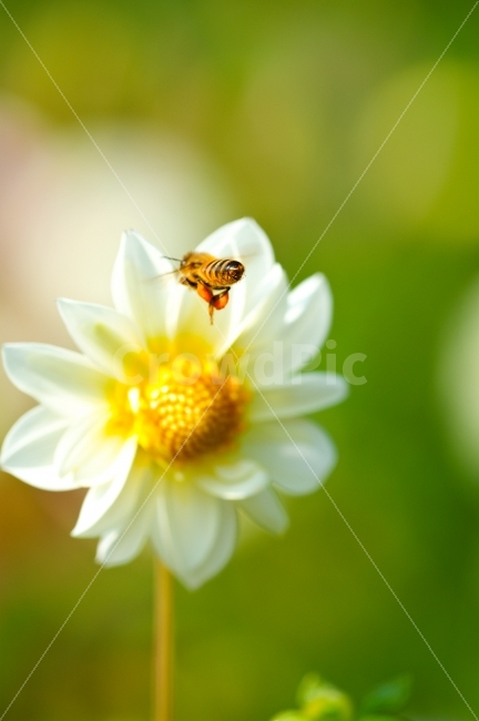동물,꽃,벌,접사,식물,식물,자연,plants,nature,동물,animal,곤충,벌레,insect,bug,꽃,flower