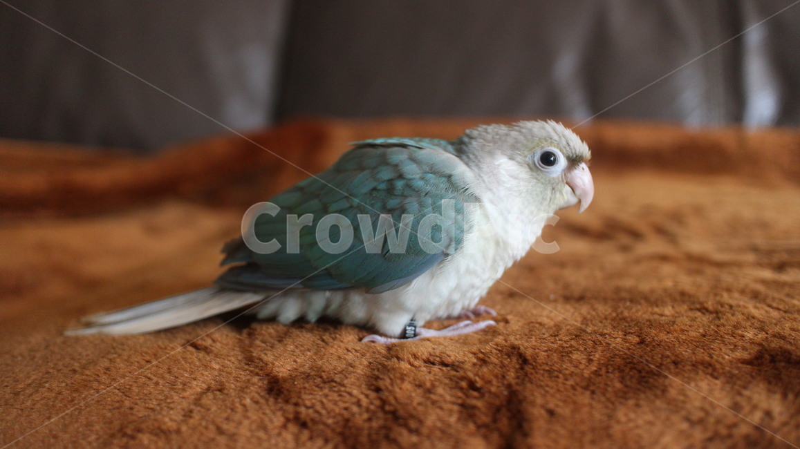 반려동물,애완동물,앵무새,새,동물,코뉴어,parrot,bird,animal