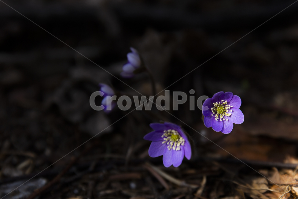 노루귀,청노루귀,야생화,봄야생화,설악산야생화,식물,자연,plants,nature,꽃,flower