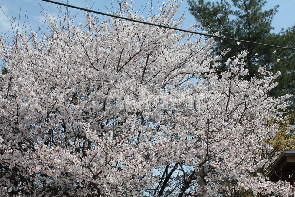 벚꽃나무,벚꽃,나무,봄,봄꽃,자연,풍경,식물,자연,plants,nature,꽃,flower