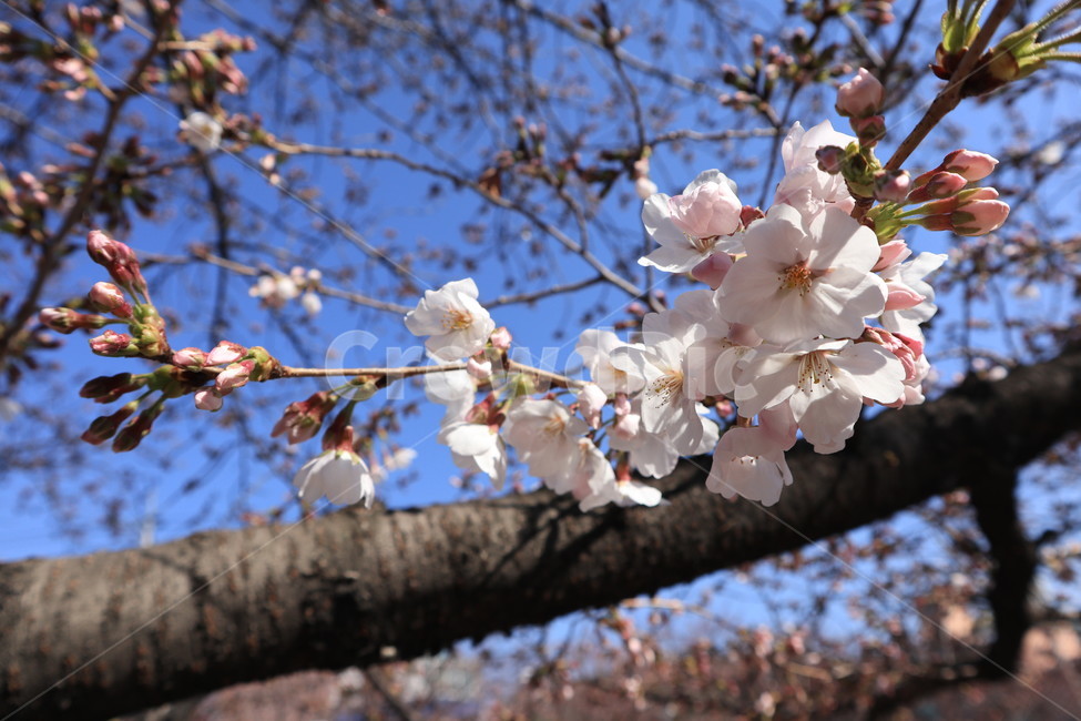 봄,벚꽃,꽃,spring,계절,시즌,season,꽃봉우리,하늘