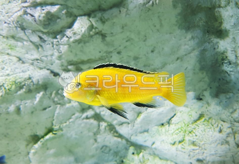fish,물고기,관상어,열대어,바나나시클리드,yellowcichlid,노란물고기,시클리드,아프리카어,아프리카,아프리칸시클리드,노란왕자