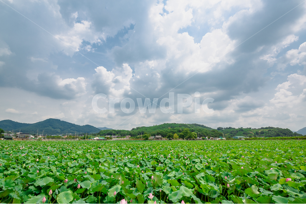 한옥,연못,연꽃,구름,하늘,자연,풍경,nature,landscape,outdoors,옥외