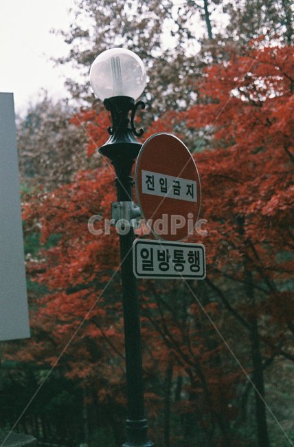 진입금지,일방통행,가로등,단풍,빨강,붉은,필름,필름사진