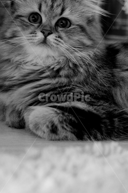 고양이,동물,흑백,귀여움,사랑스런,동물,animal,고양이,cat,kitten,kitty,흑백,모노톤,monochrome,black and white