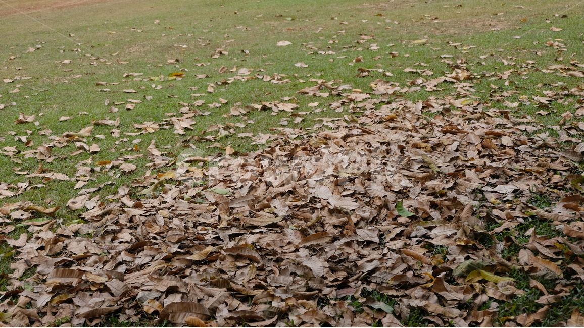 낙옆,잔디,바닥,갈색,분위기,가을,계절,fall,autumn,season,ground,plant,식물,leaf,잎
