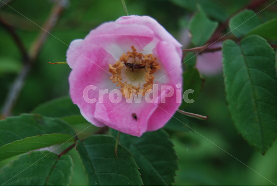 계방산,자연,탐방로,휴양림,봄,식물,자연,plants,nature,꽃,flower